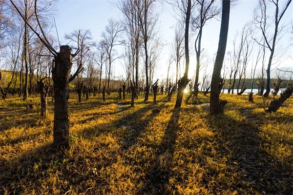 Midwest shade plants: 9 picks that actually thrive