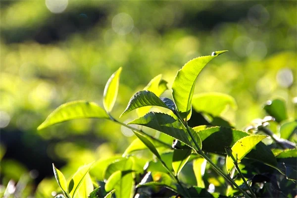 Spring Garden Planning: 10 Tasks to Get Your Garden Ready Fast