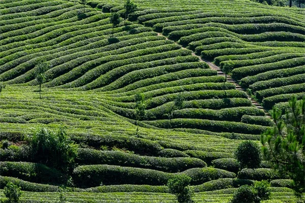 West North Central Vines: How to Pick the Best for Your Yard